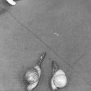 기흥동물병원 이미지