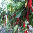 산모랭이풀내음 이미지