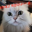 조선면옥 | 한탄강 cc 맛집 조선 면옥 소머리 수육 존맛탱!!