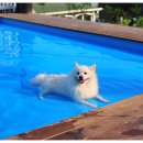 스위트몽 이미지