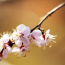 살구꽃가든 이미지