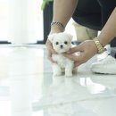 김해 강아지분양 고양이분양 도그하우스 외동점 | 외동강아지분양 유앤미펫김해점에서 함께했어요