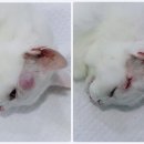 짱구네동물병원 이미지