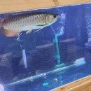 송이네 붕어빵 이미지