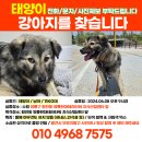 수원 영통구 강아지 &#34;태양이&#34; 산책하다 놓쳤어요 눈여겨봐주세요🆘️ 이미지