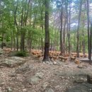 궁내다리길 이미지