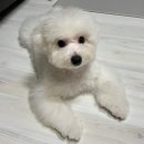 더예쁘개 이미지