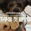 블라썸독 네이버블로그