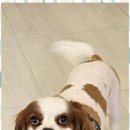 행복한 애견 미용 이미지