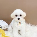 카멜리몽 이미지