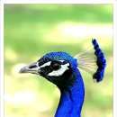 숲속의요정 이미지