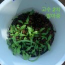 마라고수 네이버블로그