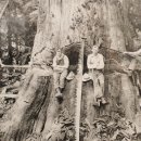 엔젤레스 이미지