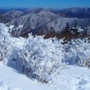 1월21일 화요일 눈꽃산행의 백미 강원평창 계방산 심설산행안내 이미지