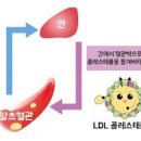 ldl hdl 정상수치 HDL 뜻 나쁜 콜레스테롤 낮추는 음식 이미지