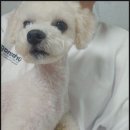 도그도감 이미지