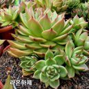 라온하제 이미지