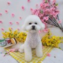 야옹아 멍멍해봐 멍멍스타일 이미지