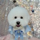 우리펫살롱 이미지