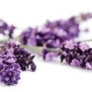 라벤더스파 이미지