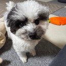 한사랑 애견미용샵 | [롸갱's 후기] n번째 방문중인 첨단에서 믿고 맡긴 강아지 애견미용샵 몽키펫 내돈내산 후기