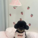 멍뭉이애견샵 이미지