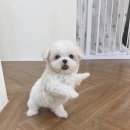 뭐먹냥? 이미지