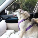 두그루나무 | 강아지 카시트 내돈내산 탄탄한 두그루 올라운드 중형견 가능