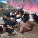 힘차게농장 이미지