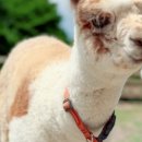 동선목장 이미지