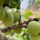 남매농장 이미지