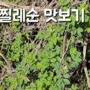 찔레순 효능 및 부작용 찔레순나물 무엇일까 이미지