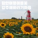 함안 강주 해바라기마을 축제 다녀온 후기 여름꽃 실시간 개화 상황