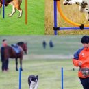 도그,위브 이미지