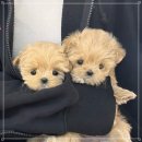 퍼피애견샵 이미지