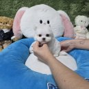 강아지분양애견말티즈푸들포메고양이분양 | 광주애견분양 가격부터 무료 건강검진까지 만족스러운 펫왕국 애견샵