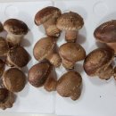 고송농장 이미지