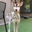 그루밍독 연구소 이미지