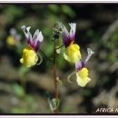 들꽃이 있는 바다 이미지