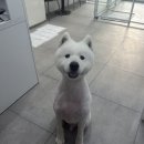 멍멍하개 이미지