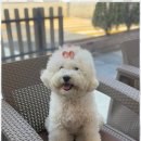 행복한시간 | 천연잔디 반려견과 함께 행복한 시간을 보낸 감동 후기