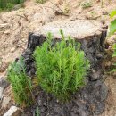 그루터기 이미지