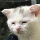 으르렁대 이미지