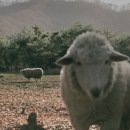 은영목장 이미지