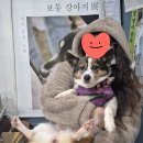 별이든 Daum카페