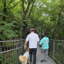 우리강아지 이미지