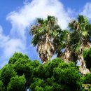 파아란제주 이미지