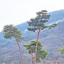 매화마을길 이미지