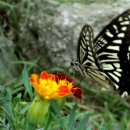 늘푸른 호숫가 펜션 이미지