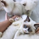 캣돌 캐터리 이미지